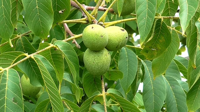 Walnut Fruit Tree Free Stock Video - Pixabay