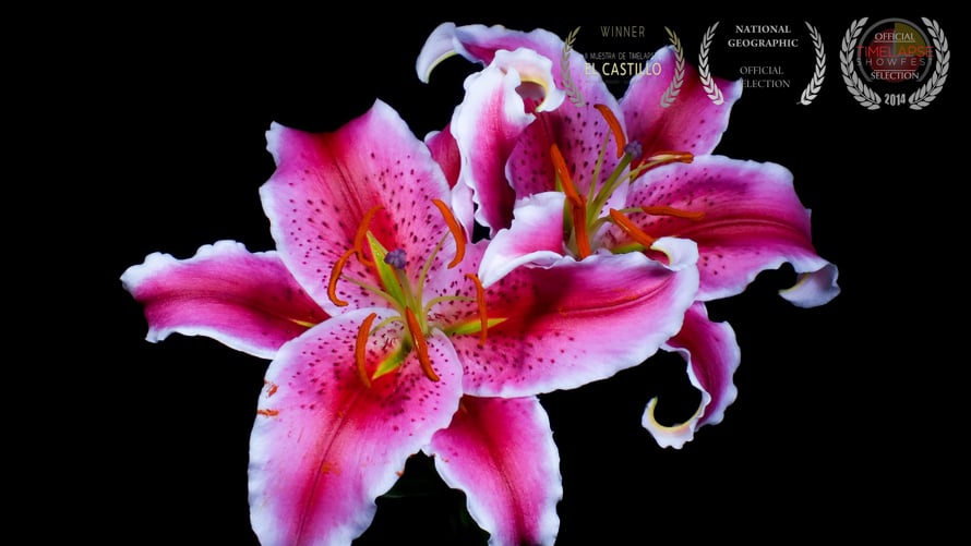 その他 Artbeats Timelapse Flowers 1 その他 Artbeats Timelapse Flowers 1 Animated Blooming