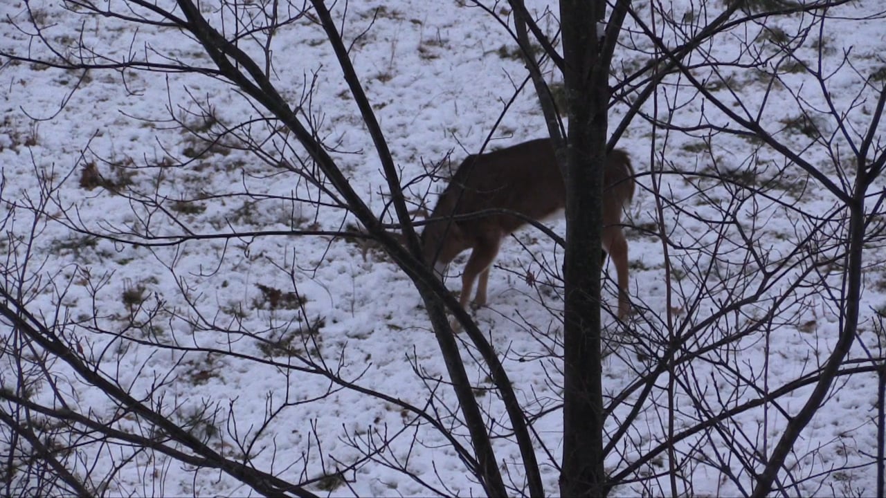 Whitetail Edge: Ohio Buck Stax