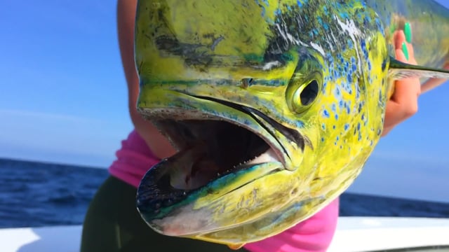 El Dorado aboard the Bad Influence & Pitboss Fishing in Ocean City Maryland