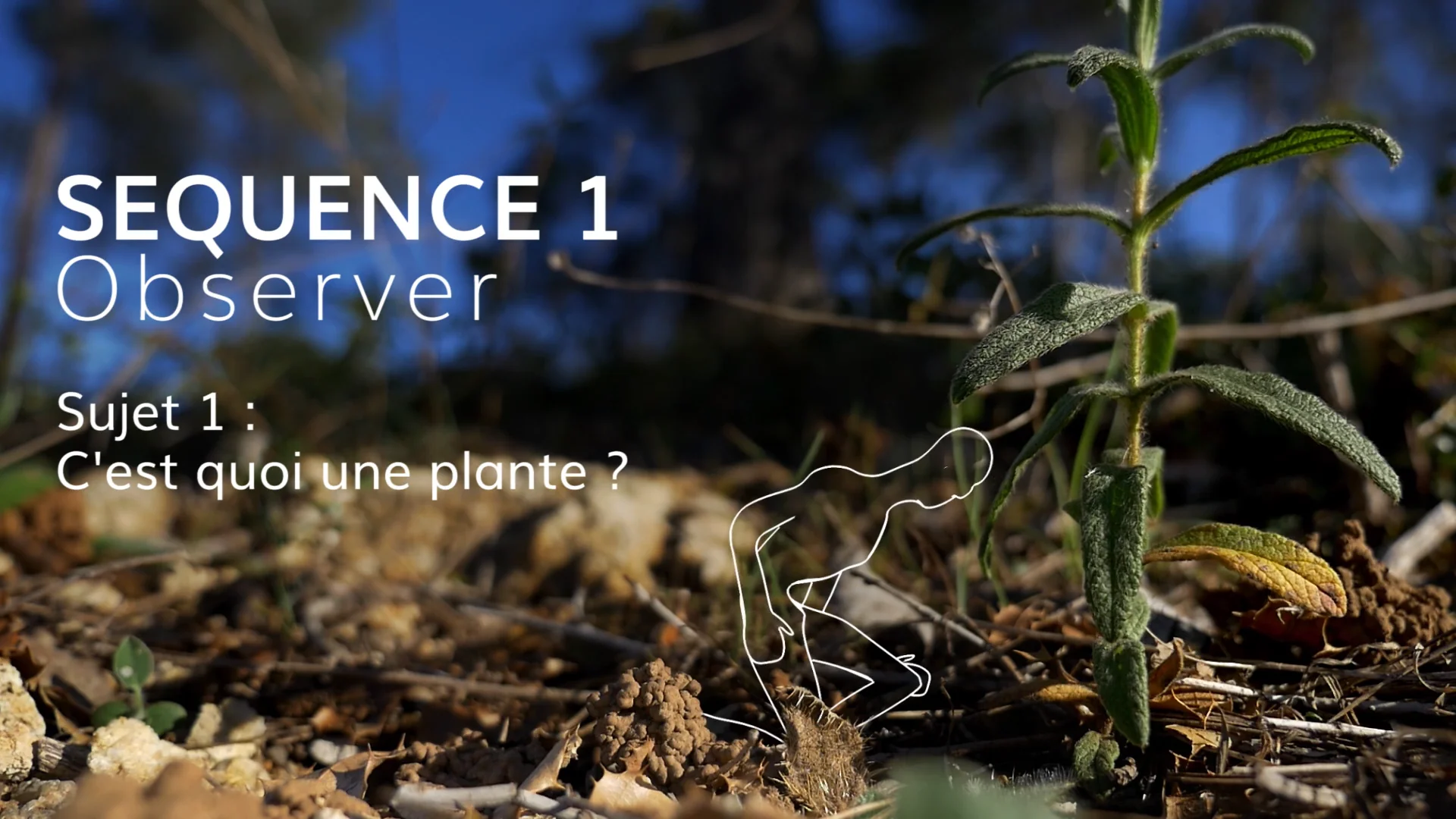 Dfinition plante : typologie et caractristiques