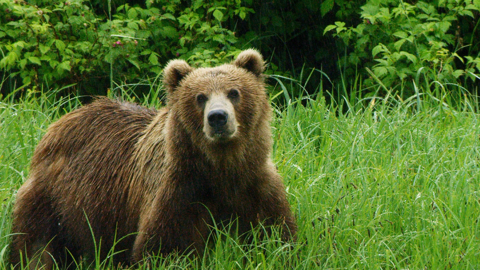 Filson - Bear Tracking on Kodiak Island