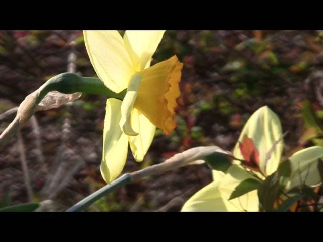 Flowers on Vimeo