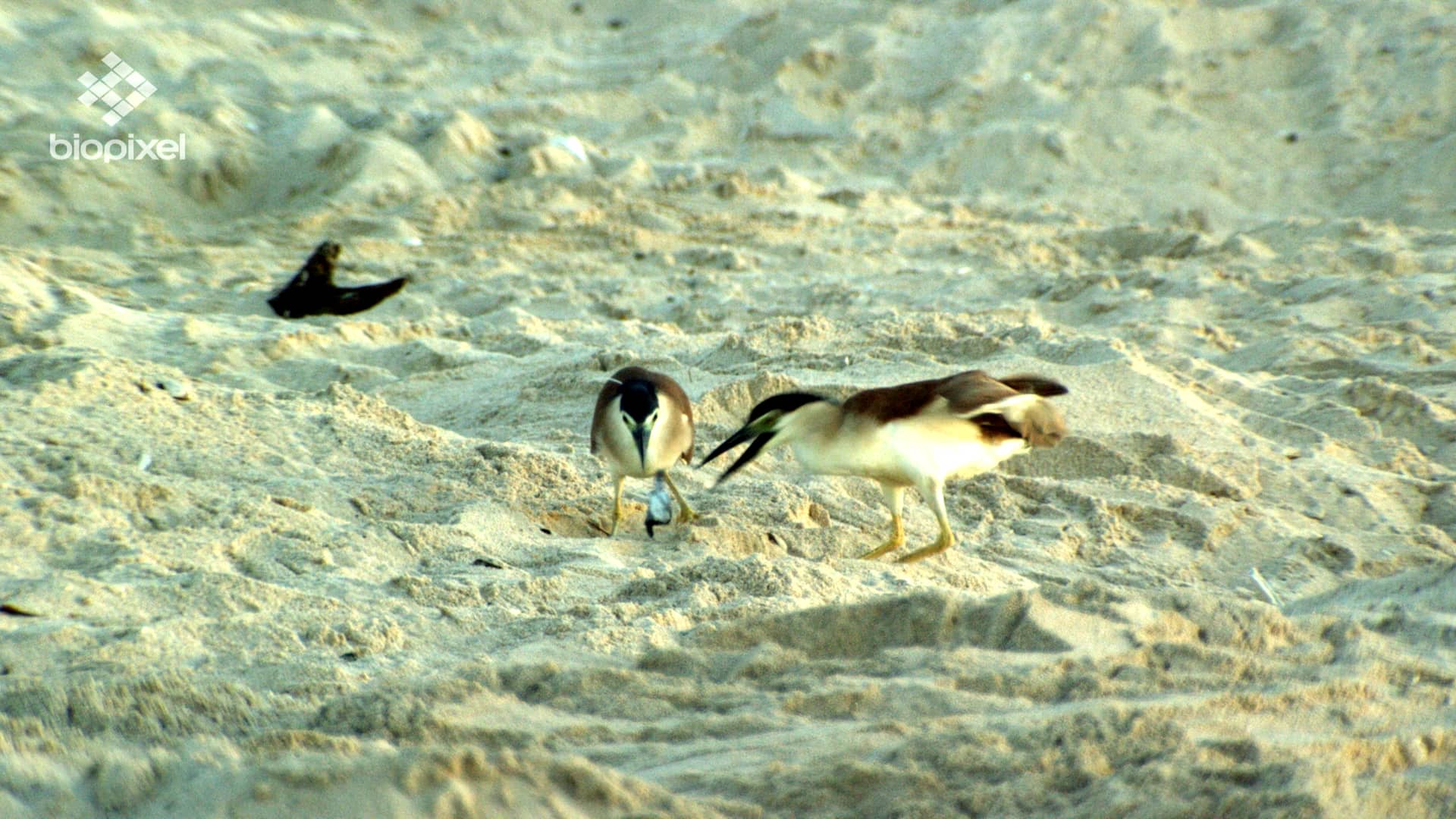 Raine Island Favourite clips on Vimeo