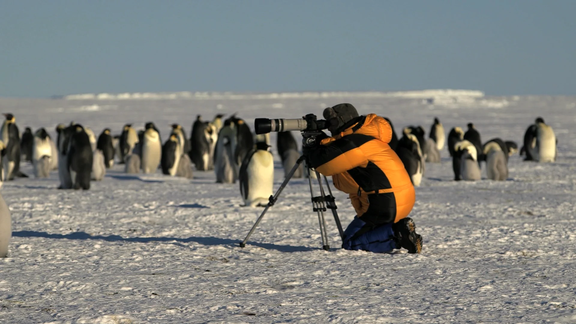 南極大陸】皇帝ペンギンサファリ＆南極点フライト9日間 - 南極