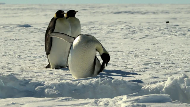 Live With Emperor Penguins