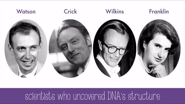 DNA Structure