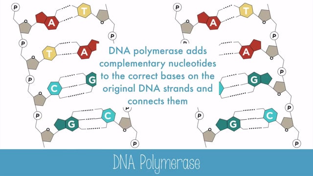 DNA Replication