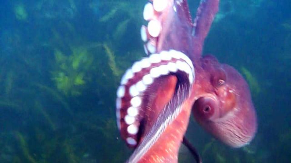 octopus steals my video camera and swims off with it (while it's Recording)