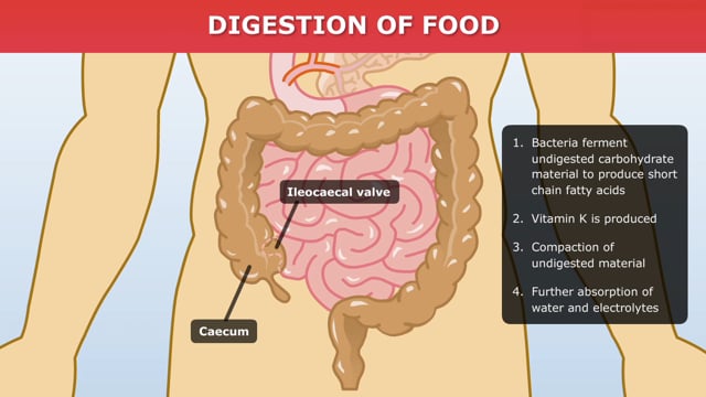 How food gets digested?