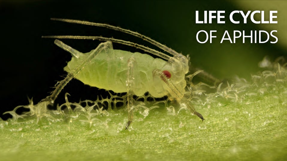 thrips life cycle koppert