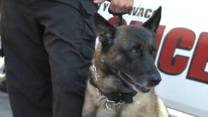 Body Armor Donations for K-9s