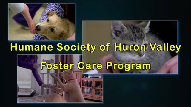Humane Society of Huron Valley Foster Care Program