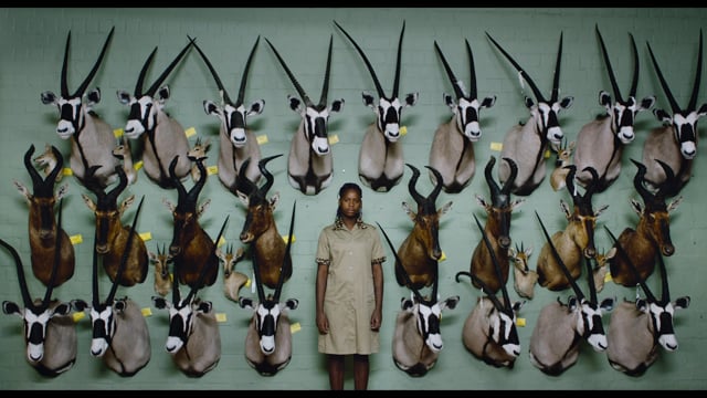 Safari - Ab 8. Dezember 2016 im Kino