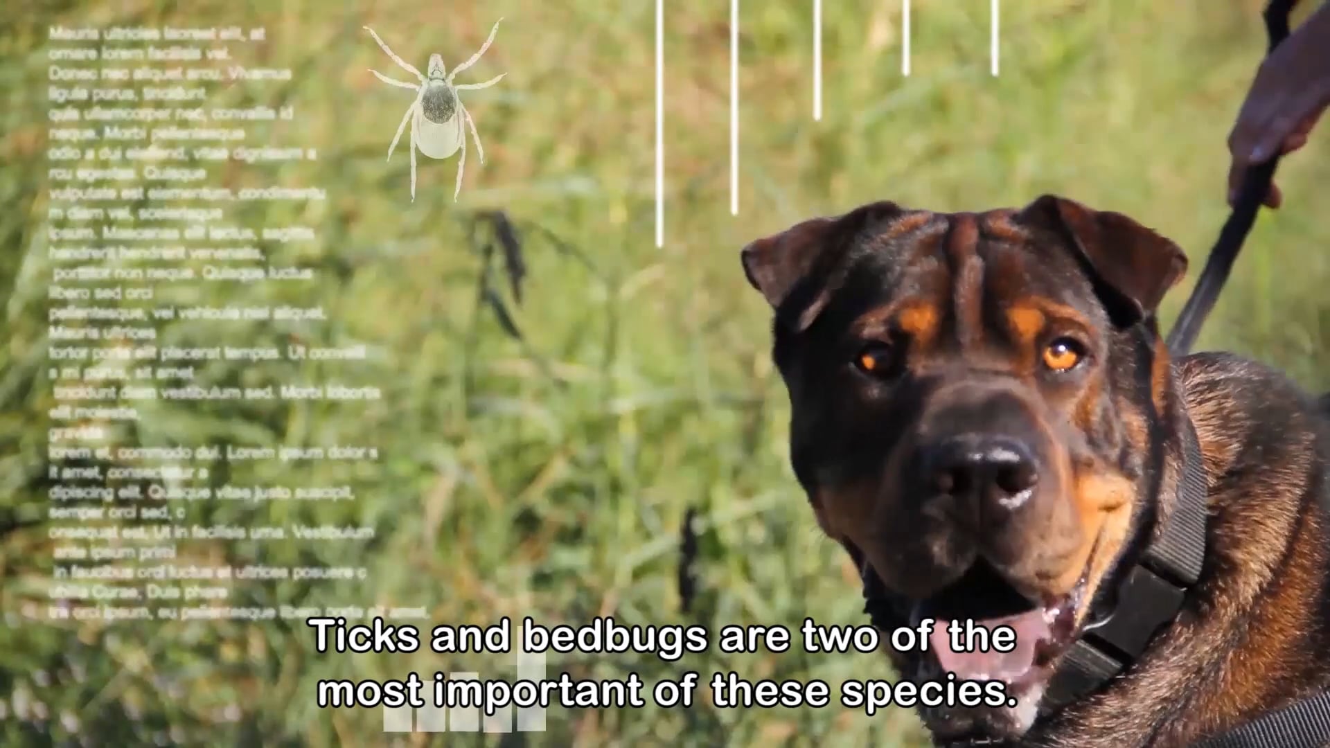 BETITEX. Gremi Textil de Terrassa. Development of sustainable textiles against bugs