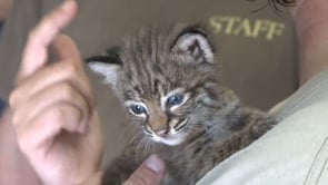 Baby Bobcat Update 1