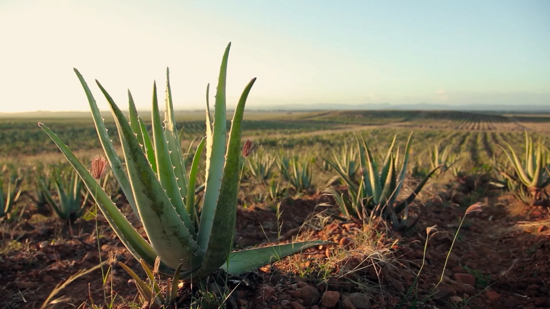 Forever Living Aloe Vera Gel Drinks on Vimeo