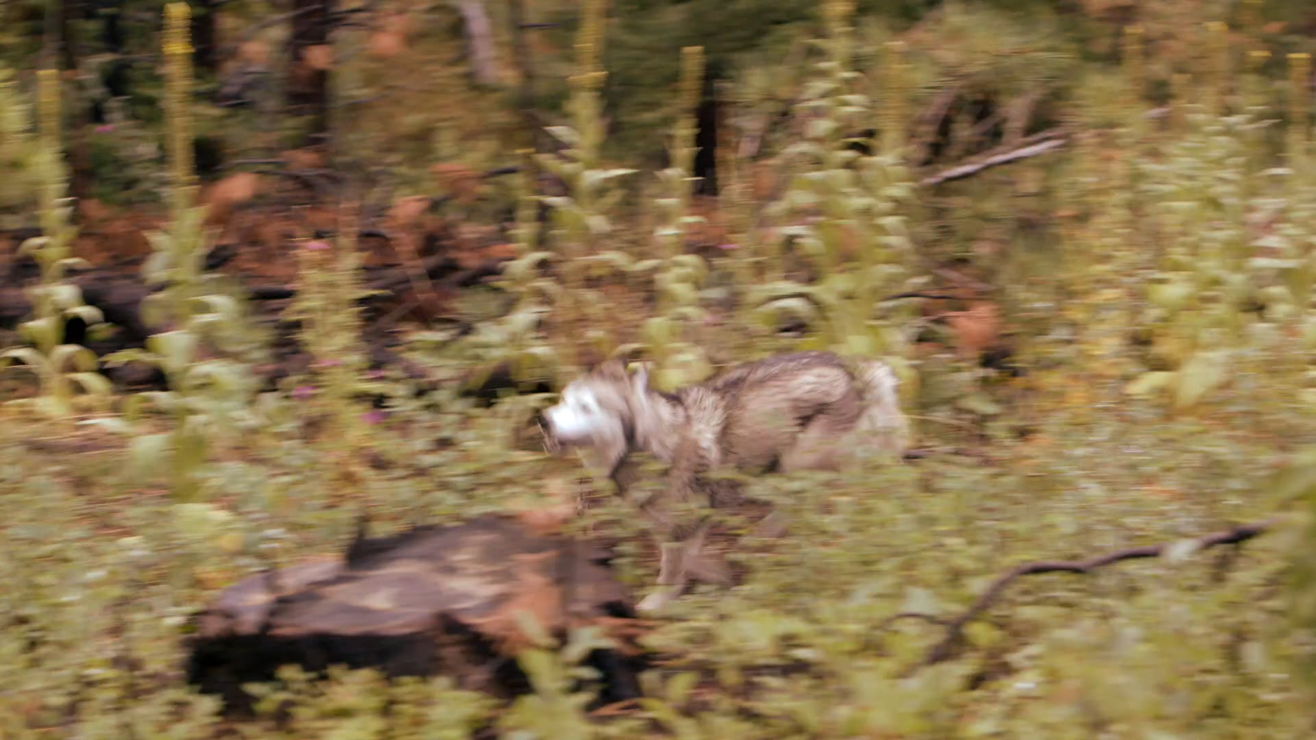 Timber The Treasure Dog Trailer