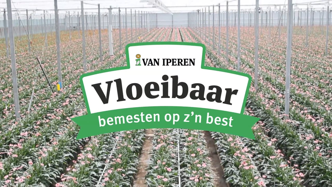 Vloeibaar bemesten op z'n best - Van Veen Gerbera's