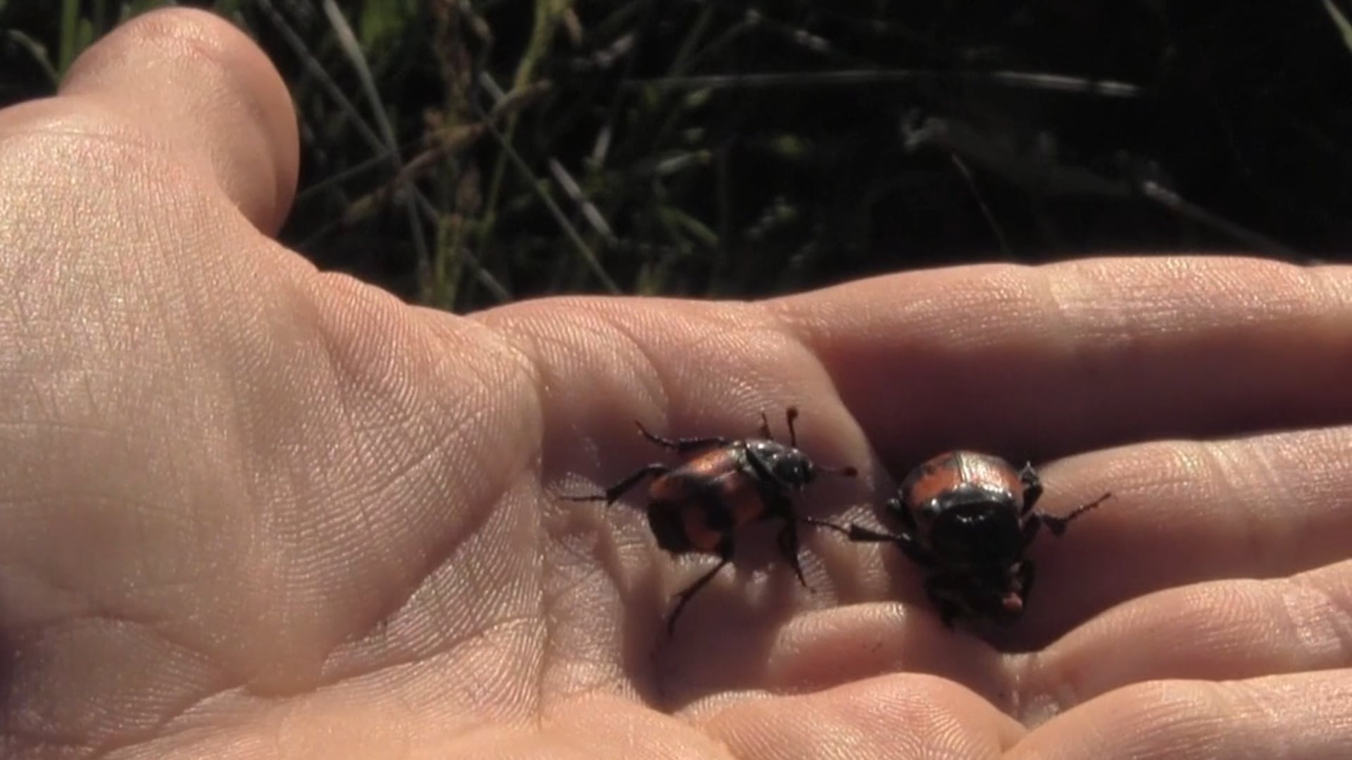 The beetles are calling...