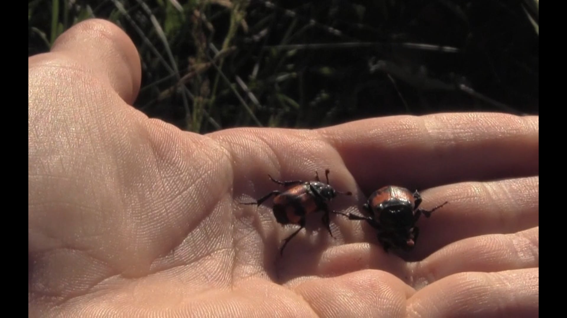 The beetles are calling...