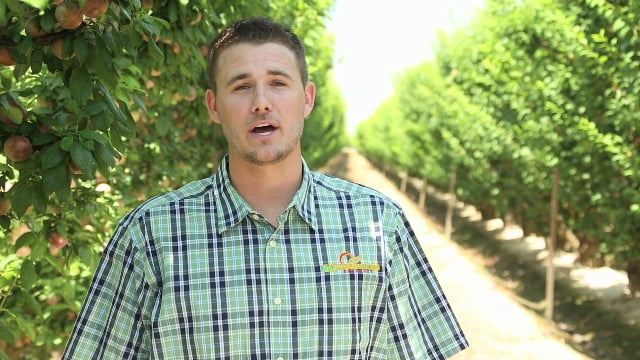 DANICA WALKER - HEALTHCARE - WALMART PLUOT GROWER STORY on Vimeo