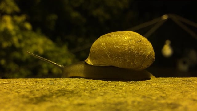 Slow TV: The Snail