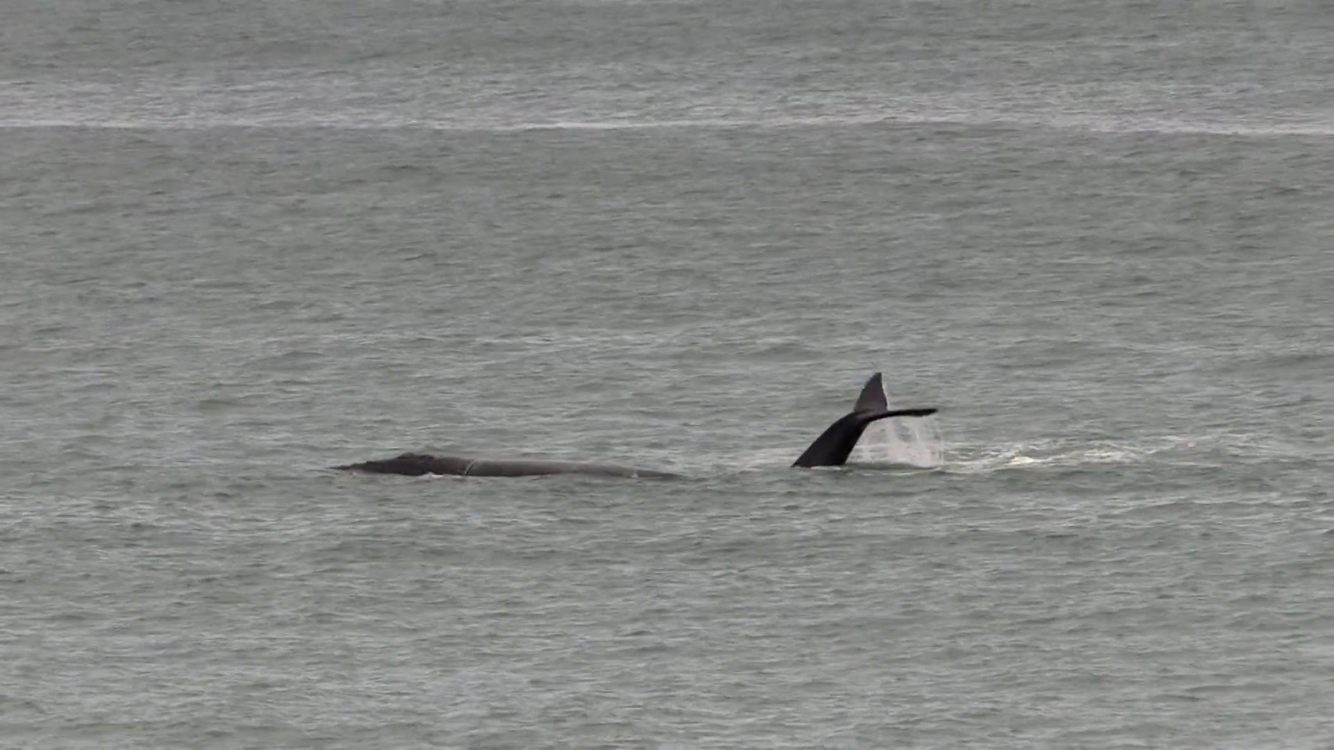 southern-right-whale-calf-patches-playing-on-vimeo