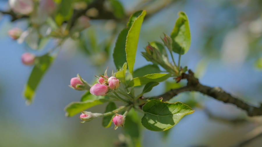 Värihengitys (Mindfulness)