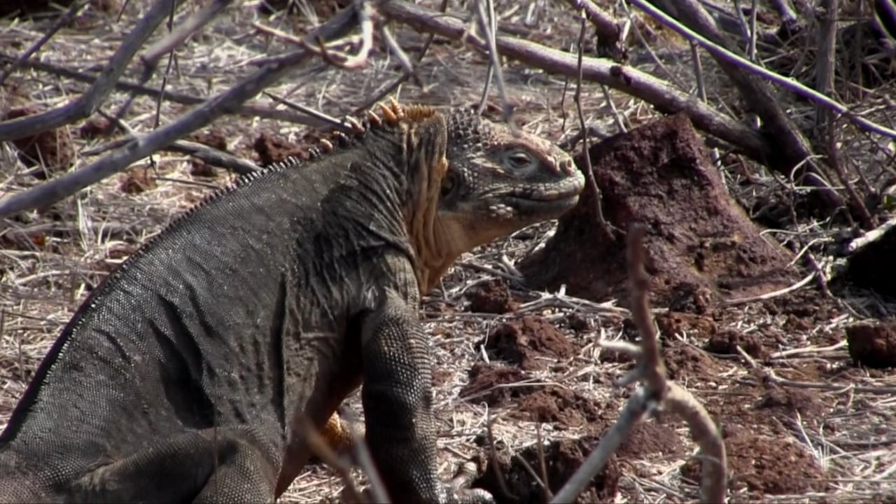Ecuador, Galapagos Iguanas