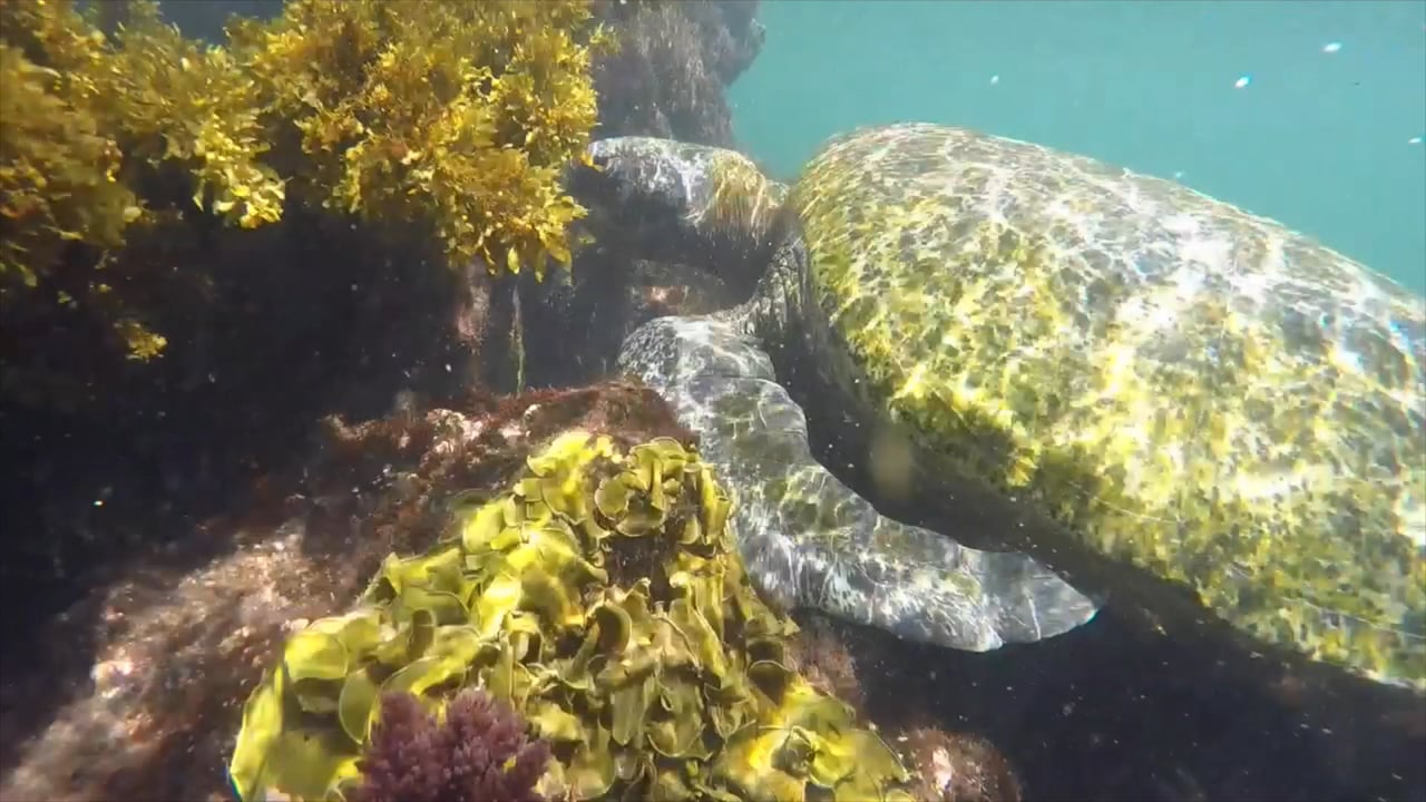 Ecuador, Galapagos Under Water