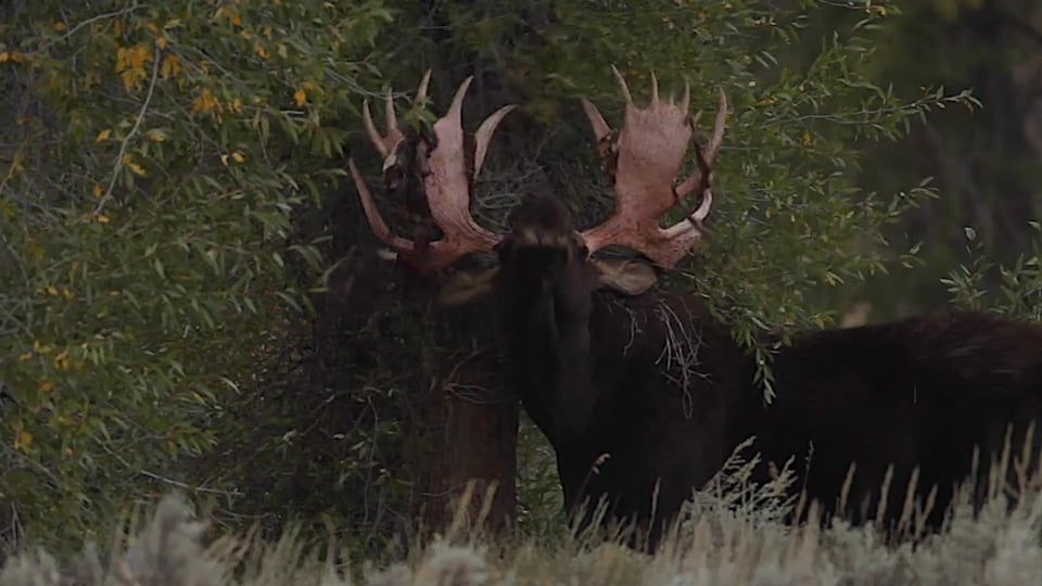 MOOSE RUBBING VELVET (slow motion) / Jackson Hole on Vimeo