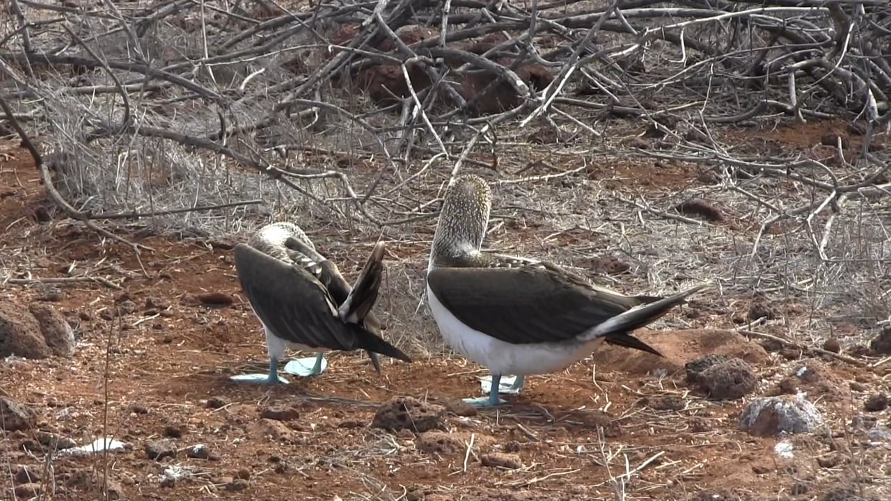 Ecuador: Galapagos' Blue Footed Bobby Dance and Promises