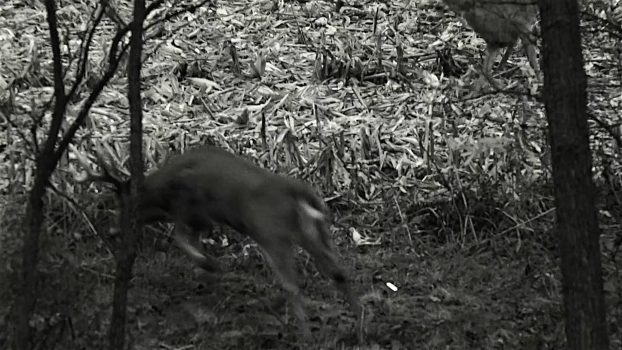 Whitetail Edge: Big Red-Coyotes