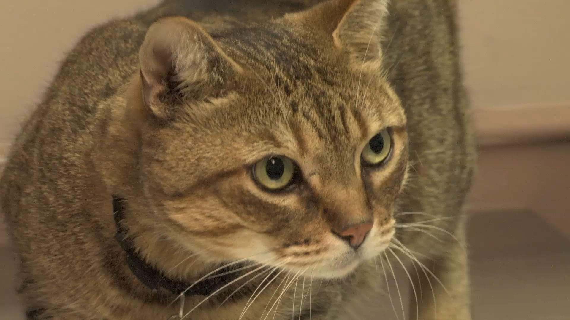 Burlington Veterinary Emergency and Referral Hospital on Vimeo