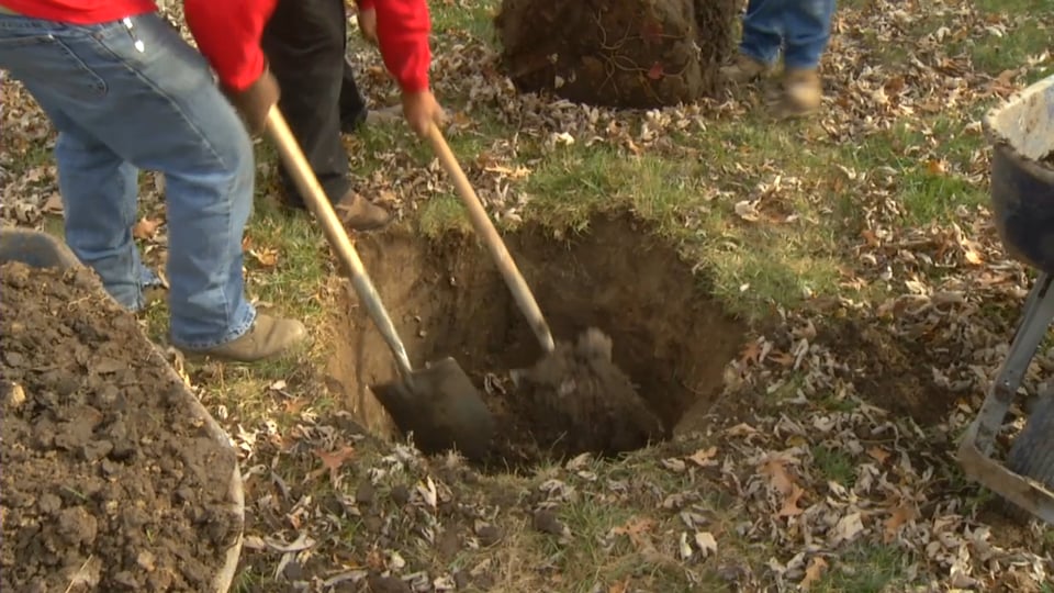 Tips from Toby Fall Tree Planting