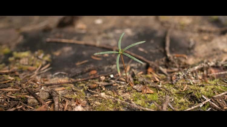 De la forêt au bois ( Forêt & Scierie ) on Vimeo