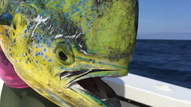 Mahi Monday Dorado Pitboss Fishing Ocean City Maryland