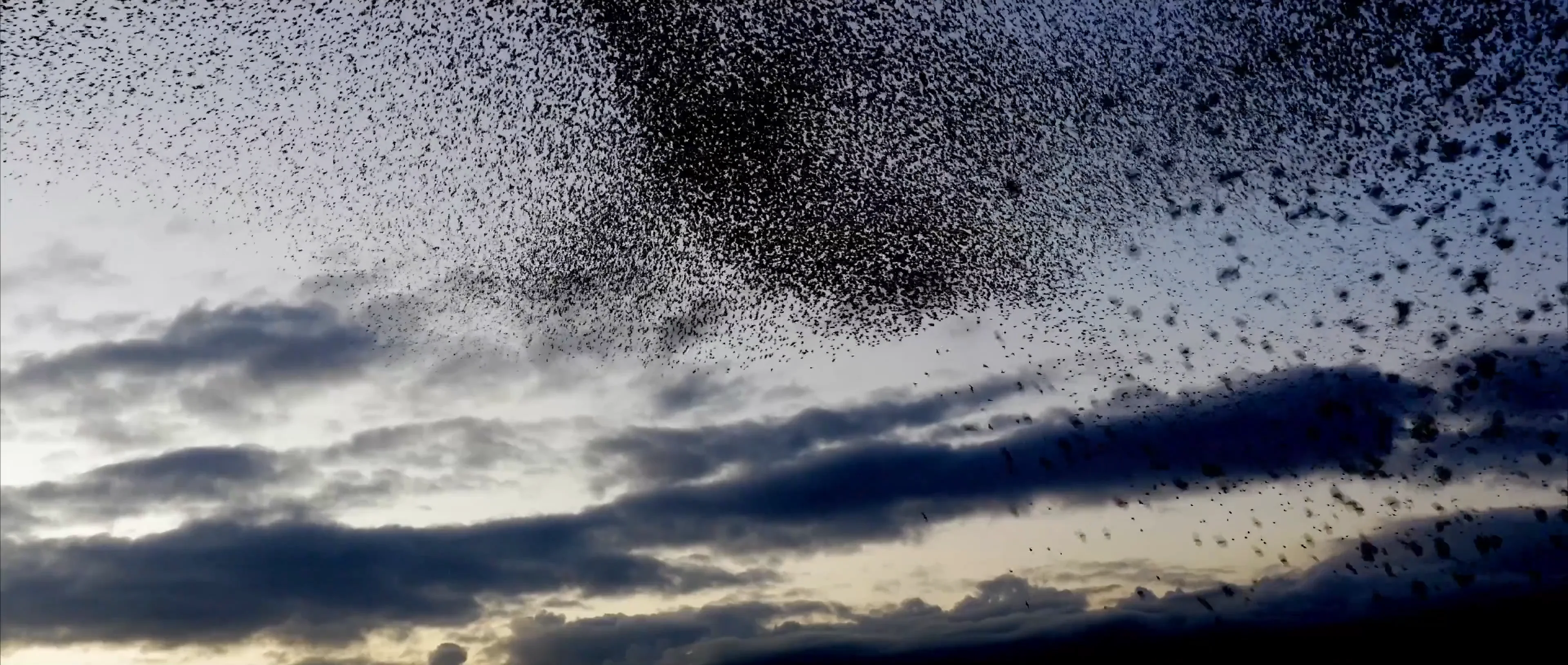 鳥の群れ 油彩画 01d9cee496a9302f468a99b492cf73