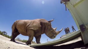 Rhinos Without Borders