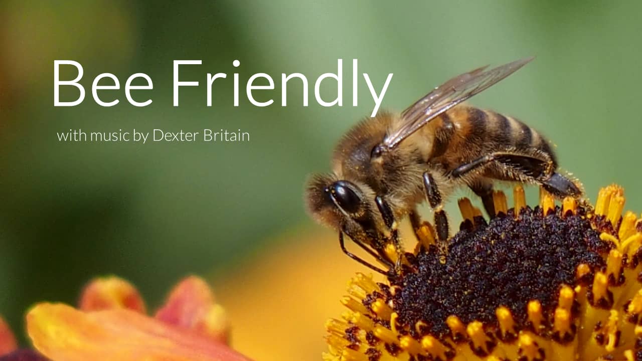 Bee Friendly on Vimeo