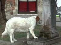 VICENTINI, FIDO VA TENUTO AL GUINZAGLIO!