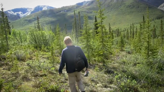 What is treeline? And why is it important for hiking?