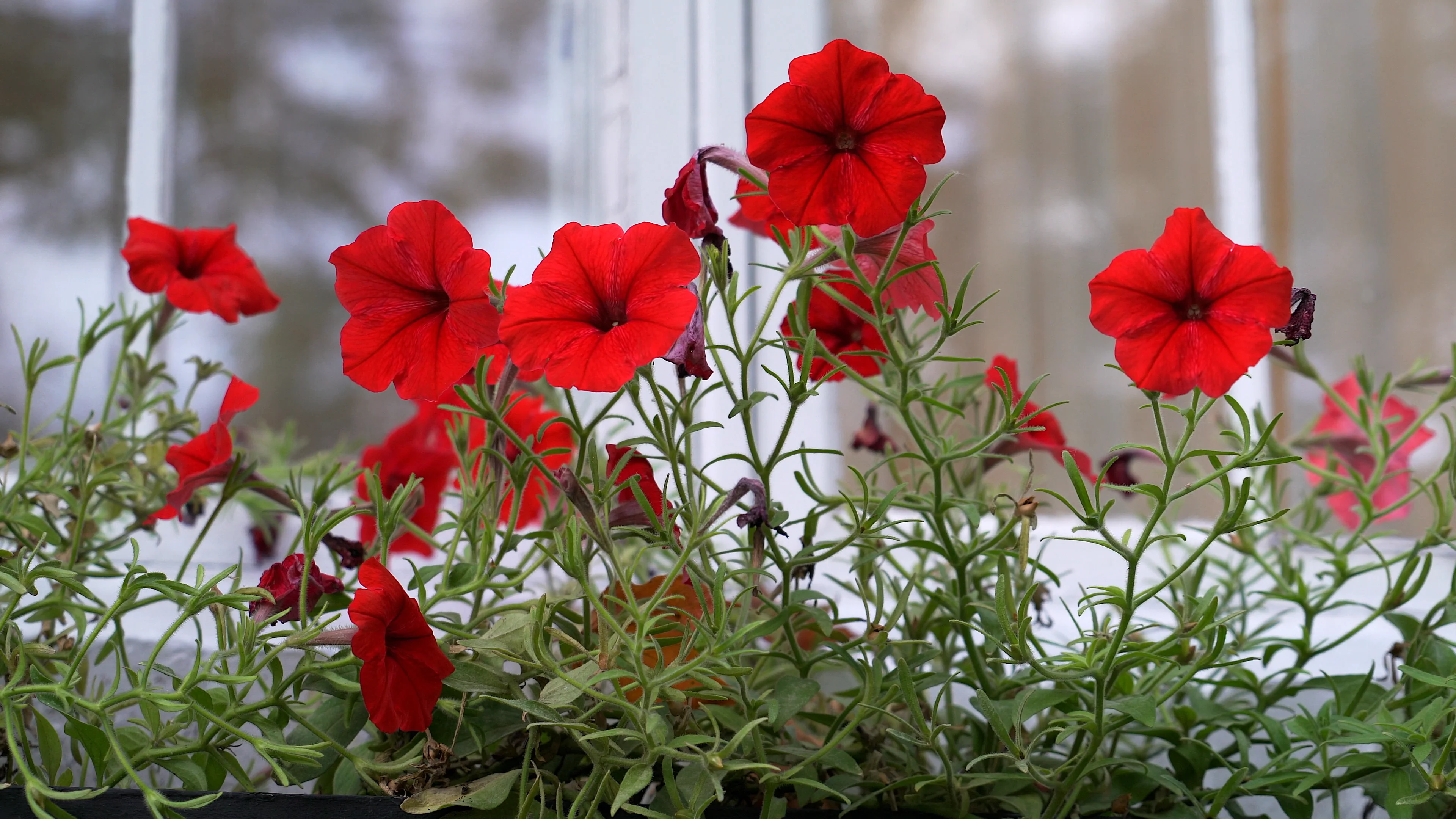 Fall Flowers in 4K on Vimeo