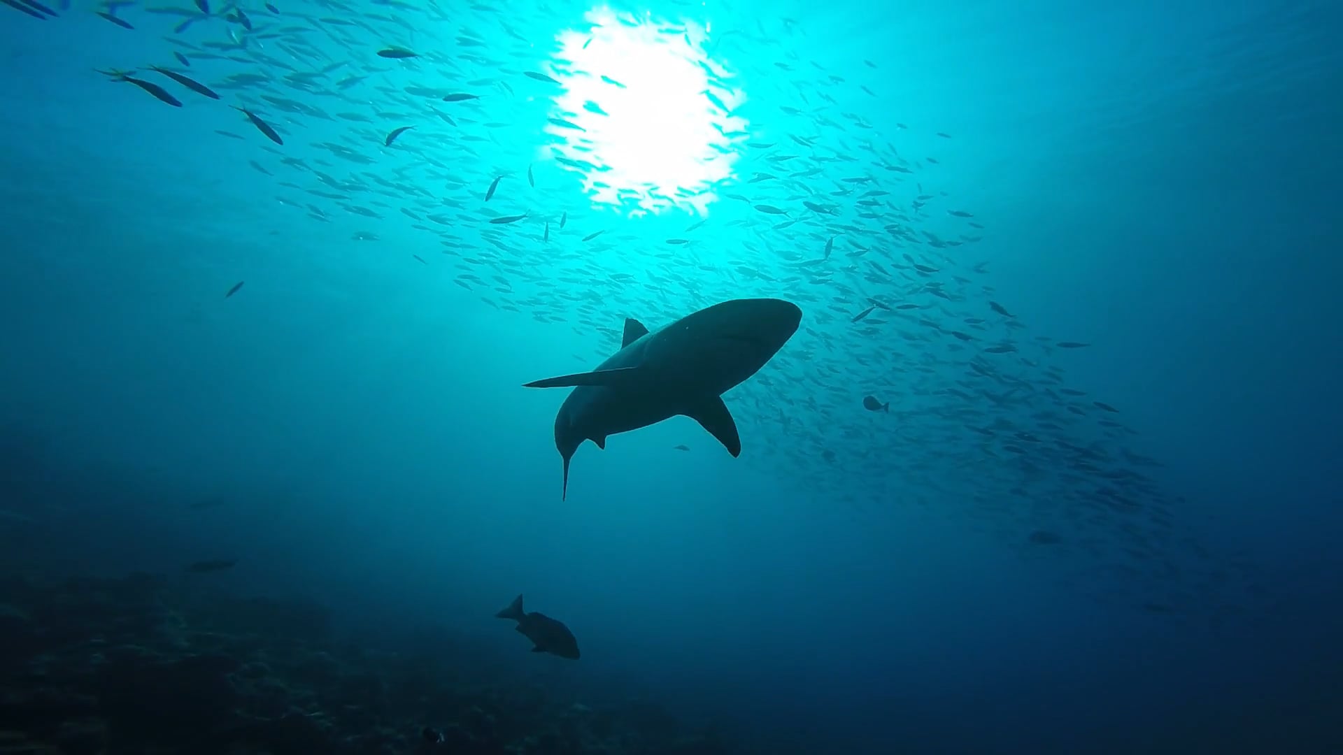 Broadreach Shark Studies: Beqa Lagoon