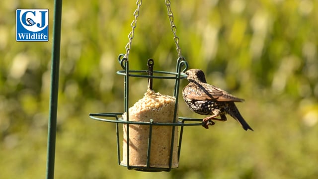 CJ Wildlife Peanut Cake Starling Bar