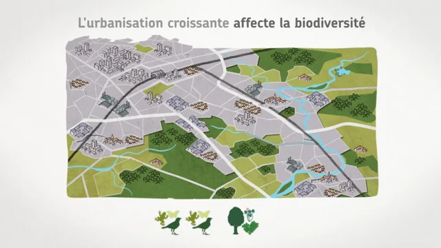 Le hérisson, un formidable indice de la dégradation de la biodiversité