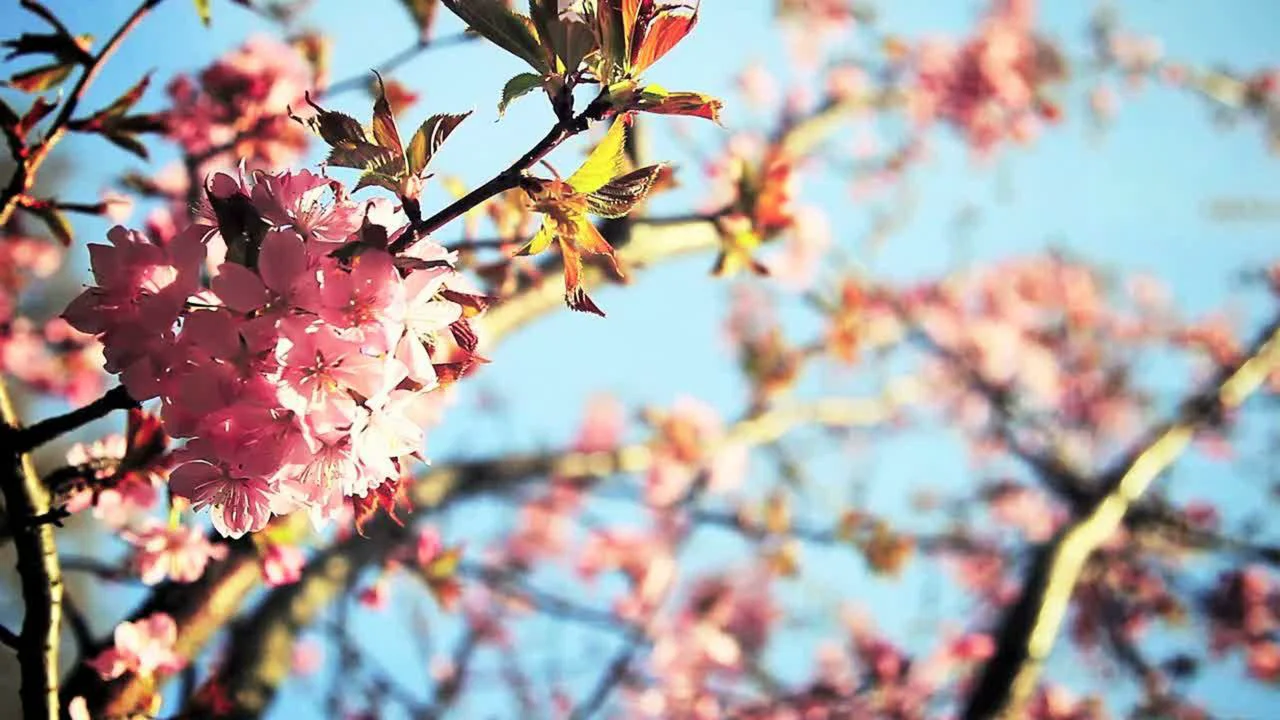spring Colors on Vimeo
