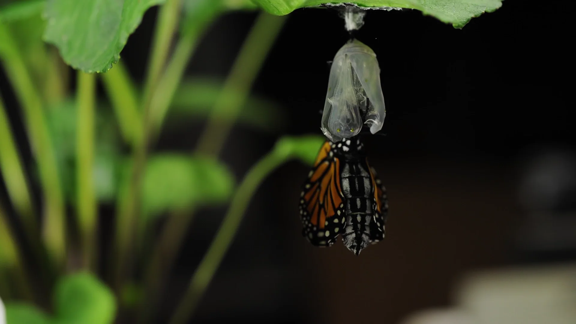 Monarch butterfly metamorphosis time lapse