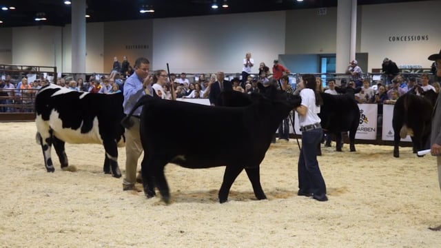 2016 Aksarben Heifers